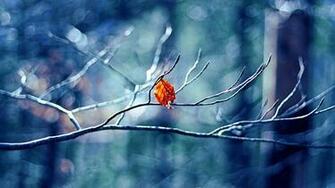 Beautiful Winter Wallpaper Background Image Design Desktop