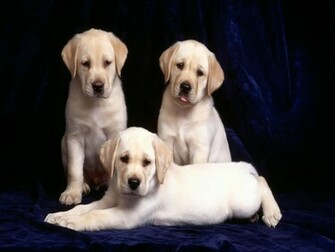 Beautiful Labrador Retriever Wallpaper Jpg
