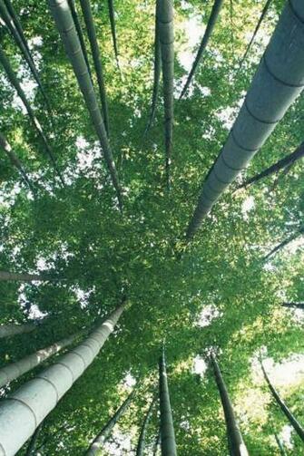 Nature Cell Phone Wallpaper HD Mobile