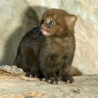 Jaguarundi Best Image About Kitten Wildlife