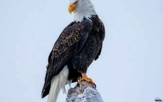 Wallpaper American Bald Eagle X Widescreen