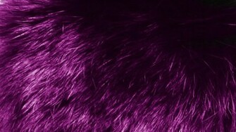 Purple Fur Pc Wallpaper