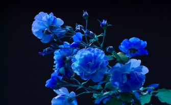 Dark Blue Roses Wallpaper