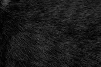 Black Cat Fur Texture High Resolution Photo Dimensions