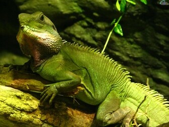 Iguana Animals Wallpaper