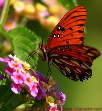 Beautiful Wallpaper Butterflies