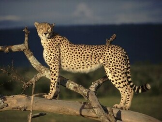 Best Wallpaper Cheetah