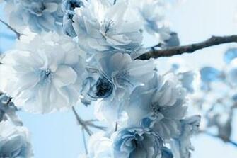 Winter Snow Flower Wallpaper Desktop Background