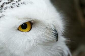 Desktop Wallpaper Snowy Owl Owls