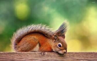 Cute Squirrel Wallpaper Animal