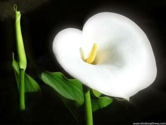 Desktop Wallpaper Flowers Background Calla Lily