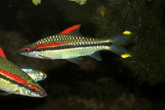 Freshwater Fish Pictures HD Wallpaper In Animals Imageci