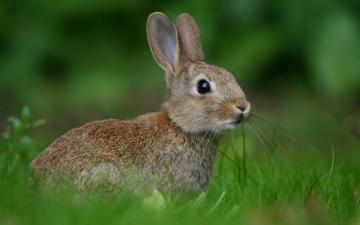 Hogwarts Is My Home Heya I Am A Gryffindor With Wild Rabbit