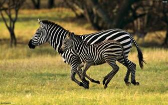 Running Zebras HD Wallpaper