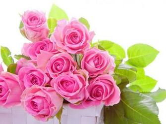 Most Beautiful Pink Roses HD Wallpaper Flowers Pictures