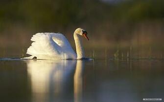 Wallpaper Animal Microsoft Exquisite Pictures