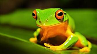 Big Eye Frog Wallpaper Pc Wallpaperlepi