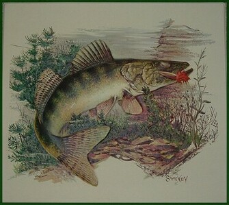 Walleye Framed Prints Posters