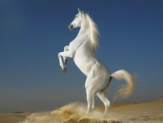Horse HD Wallpaper Beautiful Desktop Background Pictures Widescreen