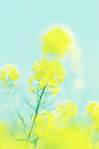 Yellow Flowers In Spring iPhone Wallpaper