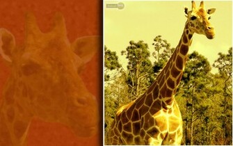 Wallpaper Giraffe Desktop Print