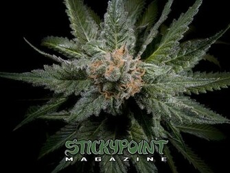Spm Home S Cannabis Bud Shots Gallery Wallpaper