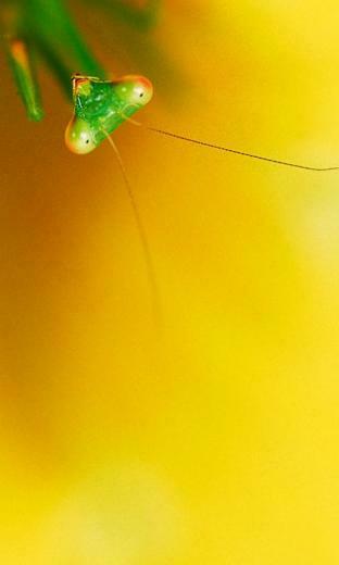 Lumia Wallpaper Related Keywords Suggestions