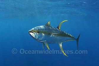 Yellow Fin Tuna Underwater Image Search Results