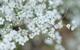 Apple Blossom Wallpaper