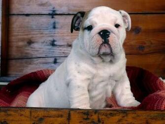 Bulldog Puppy Wallpaper For Desktop HD