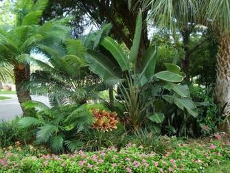 Tropical Garden Wallpaper Pictures Of Plants