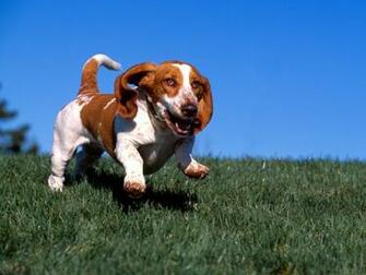 Its A Hound Dog Wallpaper
