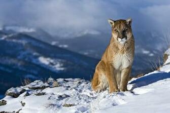 Big Wild Cats Wallpaper High Definition Widescreen