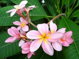 Primavera Flores De Fondos Escritorio