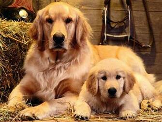 Dog And Puppy Wallpaper Me
