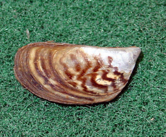 Mussel Picture Wallpaper