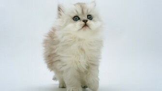 Cute Background Kitten Wallpaper