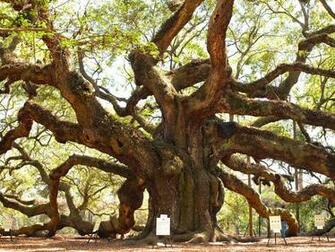 Angel Oak Tree Wallpaper X Net