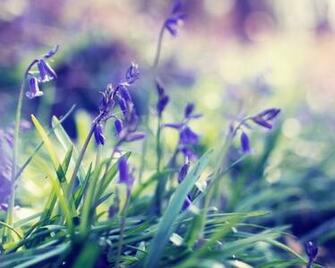 Purple Spring Flowers Desktop Pc And Mac Wallpaper