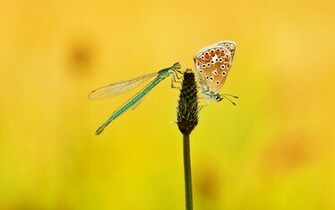 Butterfly Dragonfly Plant HD Wallpaper Magic4walls