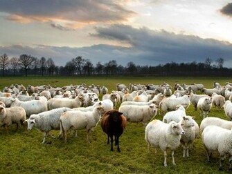 Photo Black Sheep Among White