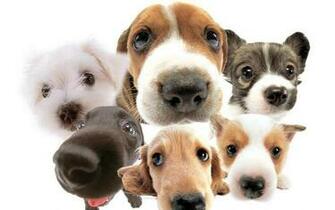 Wallpaperfetch This Website Is
