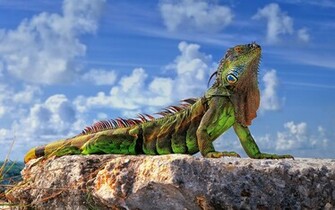 Green Iguana Wallpaper New HD