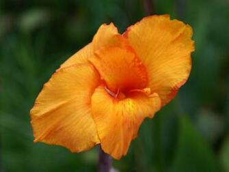 Orange Flower Wallpaper HD