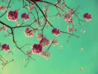 Arizona Tea Wallpaper Background Green Sky And