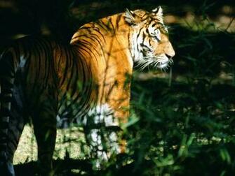 Tiger Wallpaper Widescreen
