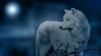 Topic All Together Wolf Rp Mods Please Lock Chicken
