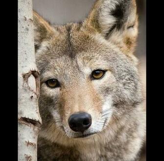 Coyote Wallpaper