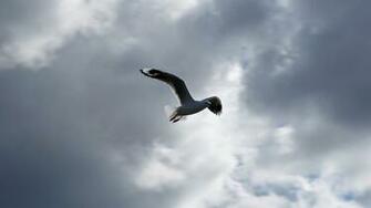 This The Superb Stormy Day Cloudy Sky Wallpaper Background Memes