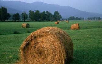 Grass Fields Farming Agriculture HD Wallpaper Of Nature Landscapes